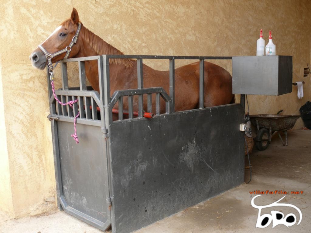 Yegua en el potro de inseminaci�n