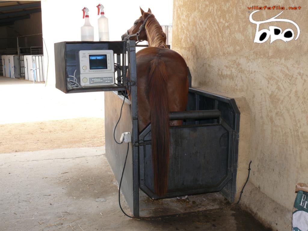Yegua en el potro para ser inseminada