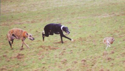 Carrera de galgos