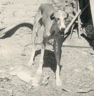 Galgo con la liebre a sus pies