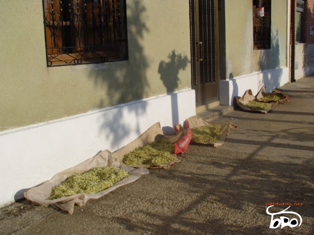 Manzanilla secandose al sol