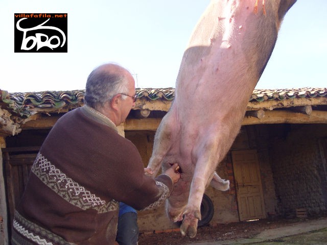 Desangrando del Cerdo