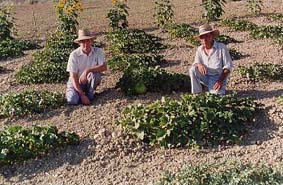 Melonar con sandias, melones y girasoles