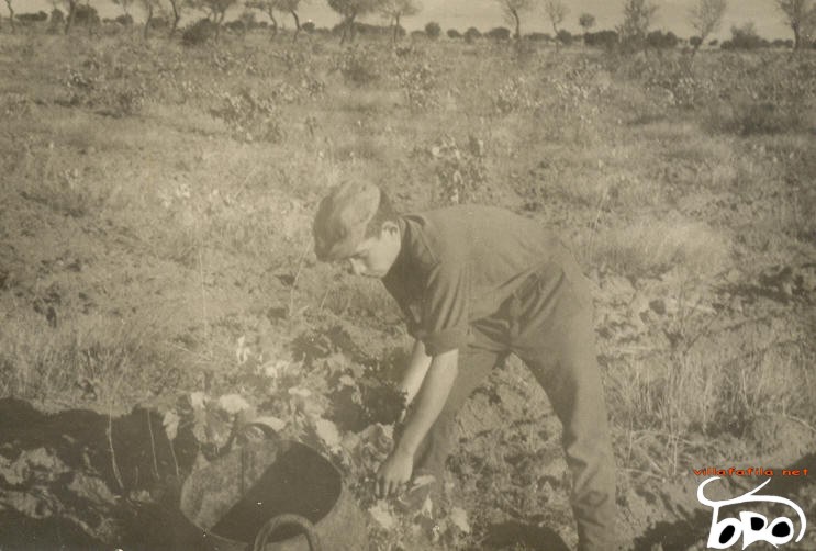 Recogiendo la uva en una pozaleta